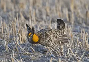 Greater Prairie-chicken (Tympanuchus cupido) adult male, displaying on lekking ground, Sandhills, Nebraska, U. S. A. april