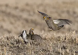 Prairie Prints: Greater Prairie-chicken (Tympanuchus cupido) two adult males