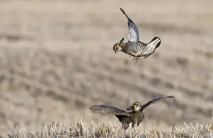 Greater Prairie-chicken (Tympanuchus cupido) two adult males, fighting on lekking ground, Sandhills, Nebraska, U. S. A. april