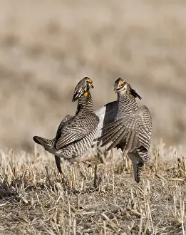 Greater Prairie-chicken (Tympanuchus cupido) two adult males, fighting on lekking ground, Sandhills, Nebraska, U. S. A. april