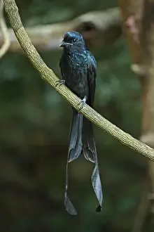 Greater Racket-tailed Drongo (Dicrurus paradiseus) adult, perched on branch, Kaeng Krachan N. P. Thailand, november