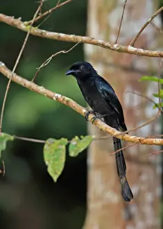 Greater Racket-tailed Drongo (Dicrurus paradiseus platurus) adult, perched on twig, Way Kambas N. P