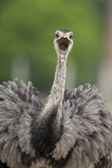 Funny Prints: Greater Rhea (Rhea americana) adult