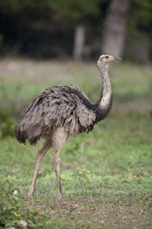 Flight Less Prints: Greater Rhea (Rhea americana) adult, walking in savannah, Pantanal, Mato Grosso, Brazil