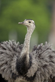Greater Rhea (Rhea americana) adult, close-up of head and neck, Pantanal, Mato Grosso, Brazil