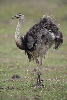 Greater Rhea (Rhea americana) adult, standing in savannah, Pantanal, Mato Grosso, Brazil