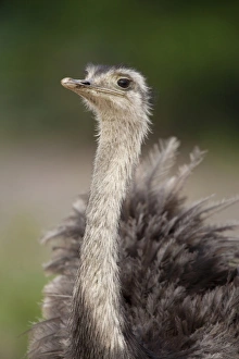 Greater Rhea (Rhea americana) adult, close-up of head and neck, Pantanal, Mato Grosso, Brazil
