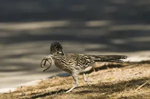 Killing Prints: Greater Roadrunner (Geococcyx californianus) adult