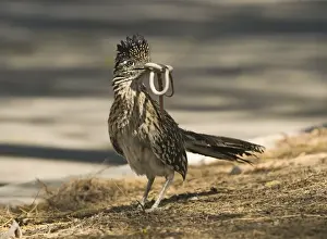 Greater Roadrunner (Geococcyx californianus) adult, feeding, with snake prey in beak, standing at edge of road, Salton Sea, California, U. S. A. april