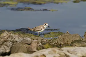 South Asia Prints: Greater Sand Plover (Charadrius leschenaultii) adult
