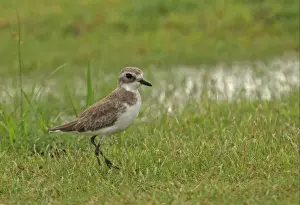 Plovers Prints: Greater Sand Plover (Charadrius leschenaultii) adult