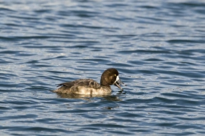 Greater Scaup (Aythya marila) adult female, feeding on water, Hokkaido, Japan, winter