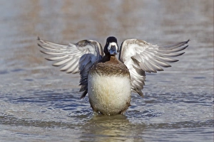 Greater Scaup (Aythya marila) adult female, wing stretching and flapping after preening on water, Slimbridge, Gloucestershire, England, february