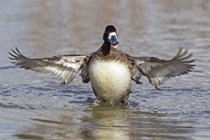 Greater Scaup (Aythya marila) adult female, wing stretching and flapping after preening on water, Slimbridge, Gloucestershire, England, february