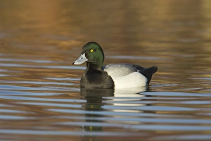 Drakes Prints: Greater Scaup (Aythya marila) adult male, swimming, Slimbridge W. W. T. (captive)
