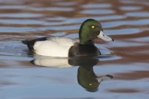 Greater Scaup (Aythya marila) adult male, swimming, Slimbridge W. W. T. (captive)