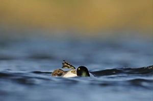 Greater Scaup (Aythya marila) adult male, breeding plumage, preening on water, Iceland, June