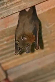 Greater Short-nosed Fruit Bat (Cynopterus sphinx) adult, hanging from roof, Way Kambas N. P