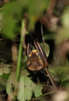 Greater Short-nosed Fruit Bat (Cynopterus sphinx) adult, feeding on fruit, hanging in bush, Krung Ching, Thailand