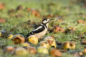 Wood Pecker Prints: Greater Spotted Woodpecker (Dendrocopos major) adult male