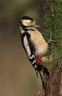 Wood Pecker Prints: Greater Spotted Woodpecker (Dendrocopus major) adult male