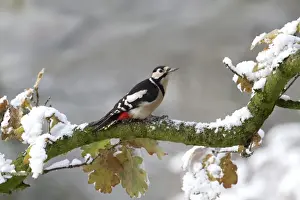 Greater Spotted Woodpecker (Dendrocopus major) adult male, perched on snow covered Oak (Quercus sp. ) branch, Shropshire, England, november