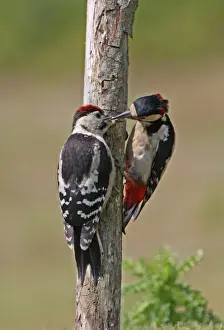 Greater Spotted Woodpecker (Dendrocopus major) adult male feeding juvenile, clinging to dead branch, Norfolk, England