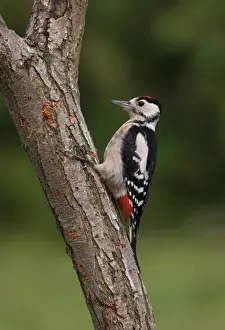 Greater Spotted Woodpecker (Dendrocopus major) immature, foraging on tree trunk, Norfolk, England, august