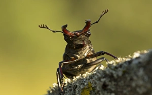Greater Stag Beetle (Lucanus cervus) adult male, on lichen covered branch, Bulgaria, July