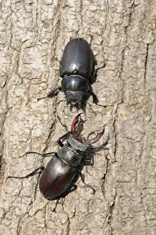 Greater Stag Beetle (Lucanus cervus) adult male and female, facing each other on tree trunk, Oxfordshire, England