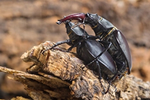 Mating Prints: Greater Stag Beetle (Lucanus cervus) adult pair, mating, Italy, July