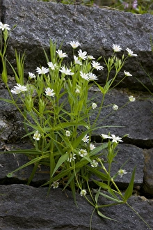 Bulgarian Prints: Greater Stitchwort (Stellaria holostea) flowering, growing on wall, Bulgaria, may