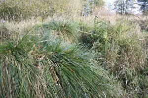 Damp Prints: Greater Tussock Sedge (Carex paniculata) tussocks with fibrous rhizomes
