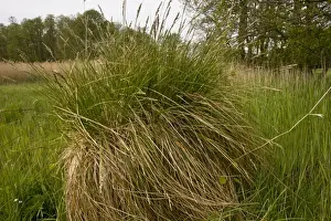 Greater Tussock Sedge (Carex paniculata) tussocks with fibrous rhizomes, Market Weston Fen, Market Weston