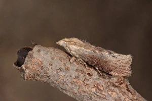 Oxfordshire Prints: Greater Wax Moth (Galleria mellonella) adult