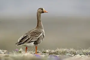 Water Fowl Prints: Greater White-fronted Goose (Anser albifrons) adult