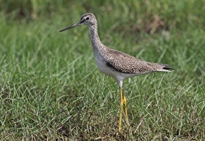 West Indian Prints: Greater Yellowlegs (Tringa melanoleuca) adult