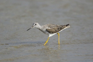 Texan Prints: Greater Yellowlegs (Tringa melanoleuca) adult
