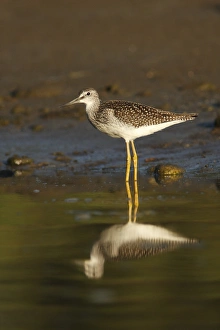 Rainforest Prints: Greater Yellowlegs (Tringa melanoleuca) immature