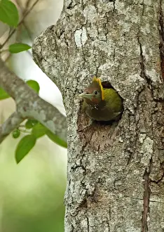Leaving Prints: Greater Yellownape (Picus flavinucha lylei) adult female