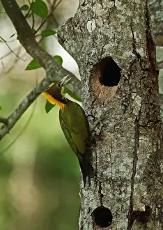 Greater Yellownape (Picus flavinucha lylei) adult male, clinging to tree trunk at nesthole, Kaeng Krachan N. P