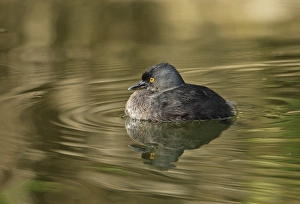West Indian Prints: Least Grebe (Tachybaptus dominicus dominicus) adult