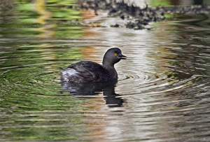 Grebes Prints: Least Grebe (Tachybaptus dominicus dominicus) adult