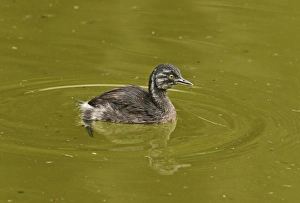 West Indian Prints: Least Grebe (Tachybaptus dominicus dominicus) juvenile