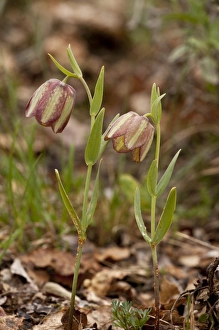 Liliaceae Prints: Greek Fritillary (Fritillaria thessala ssp)
