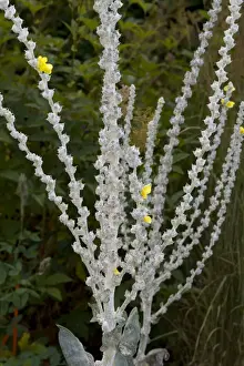 Scrophulariaceae Prints: Greek Mullein (Verbascum olympicum) flowers and felted stems