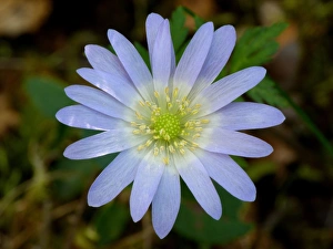 Anemone Prints: Greek Windflower (Anemone blanda) close-up of flower