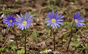 Greek Windflower (Anemone blanda) flowering, Mount Parnassus, Greece, April