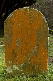 Graves Prints: Green Alga (Trentepohlia aurea) orange filamentous alga growing on old gravestone in churchyard