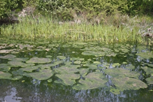 Alga Prints: Green algae on pond surface, Stowmarket, Suffolk, England, april